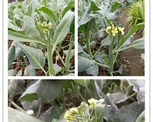 芥兰的最佳种植时间是什么时候？如何正确种植？