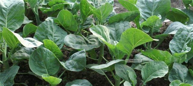 芥兰的最佳种植时间是什么时候?如何正确种植? 芥兰的最佳种植时间是什么时候?如何正确种植?