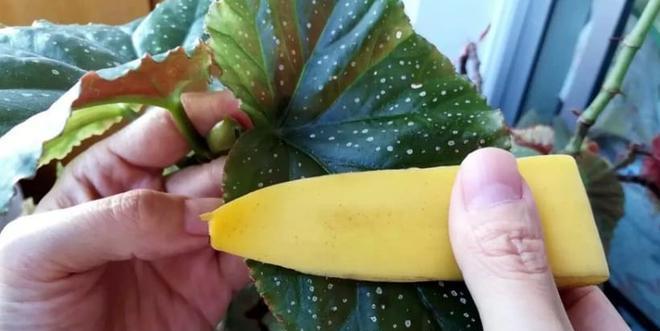 苹果皮泡水真的可以用来浇花吗?有什么效果和注意事项?