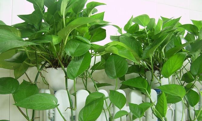 苹果皮泡水真的可以用来浇花吗?有什么效果和注意事项? 苹果皮泡水真的可以用来浇花吗?有什么效果和注意事项?