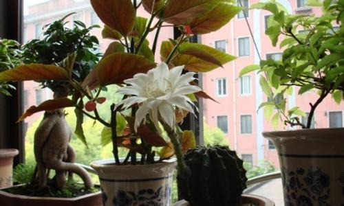 苹果皮泡水真的可以用来浇花吗?有什么效果和注意事项? 苹果皮泡水真的可以用来浇花吗?有什么效果和注意事项?