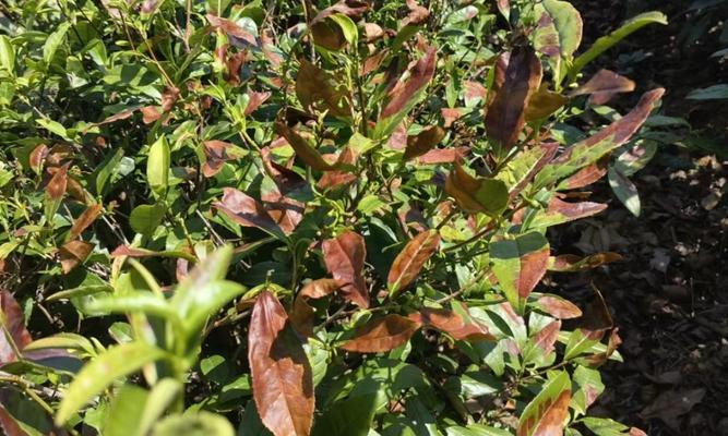 茶树掉叶子怎么办?如何有效预防和处理?