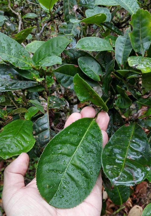 茶树掉叶子怎么办?如何有效预防和处理? 茶树掉叶子怎么办?如何有效预防和处理?