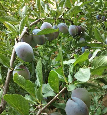 西梅几月份开花结果?如何确保高产优质?