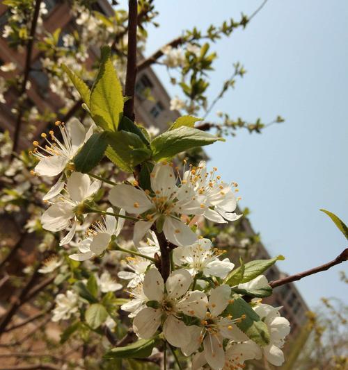 西梅几月份开花结果?如何确保高产优质? 西梅几月份开花结果?如何确保高产优质?