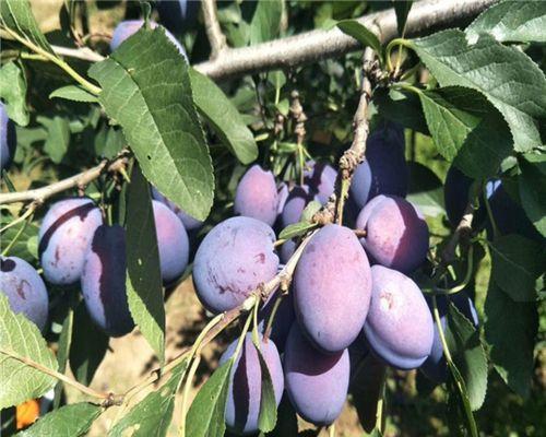 西梅几月份开花结果?如何确保高产优质? 西梅几月份开花结果?如何确保高产优质?