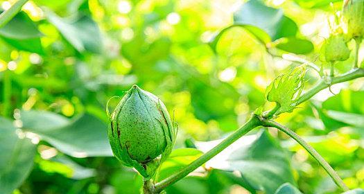 长绒棉的生长条件是什么?它的特性有哪些常见问题?