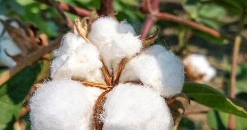 长绒棉的生长条件是什么？它的特性有哪些常见问题？