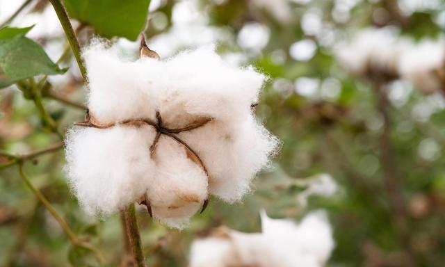 长绒棉的生长条件是什么？它的特性有哪些常见问题？