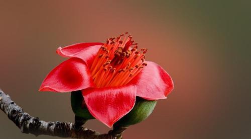 木棉花的外观特征是什么？如何辨别木棉花？