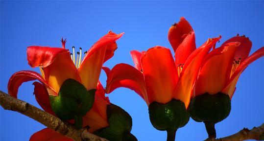 木棉花的外观特征是什么？如何辨别木棉花？