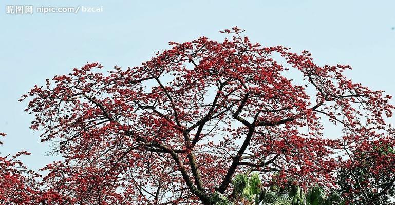 木棉花的外观特征是什么？如何辨别木棉花？