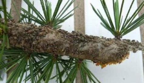 石斛病虫害如何防治?有效防治技术与方法措施是什么? 石斛病虫害如何防治?有效防治技术与方法措施是什么?