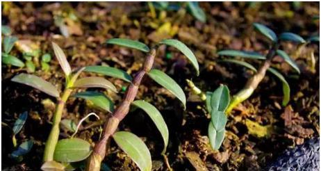 石斛病虫害如何防治?有效防治技术与方法措施是什么?