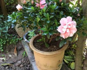 杜鹃花淋雨会有什么影响？如何正确养护杜鹃花？