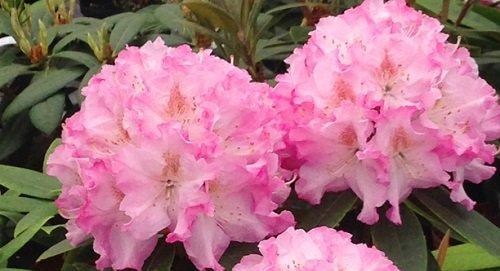 杜鹃花淋雨会有什么影响?如何正确养护杜鹃花? 杜鹃花淋雨会有什么影响?如何正确养护杜鹃花?