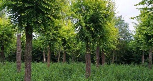 金叶榆病虫害怎么防治?防治技术与方法措施有哪些? 金叶榆病虫害怎么防治?防治技术与方法措施有哪些?