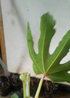 无花果芽接的最佳时间是什么时候?采用哪些技术方法可以提高成功率? 无花果芽接的最佳时间是什么时候?采用哪些技术方法可以提高成功率?