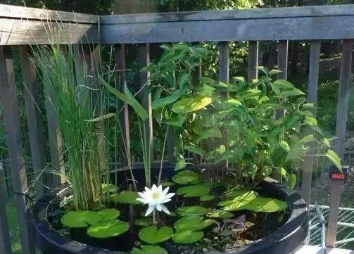 鱼池边适合种什么树?有哪些树种既美观又能提供阴凉?