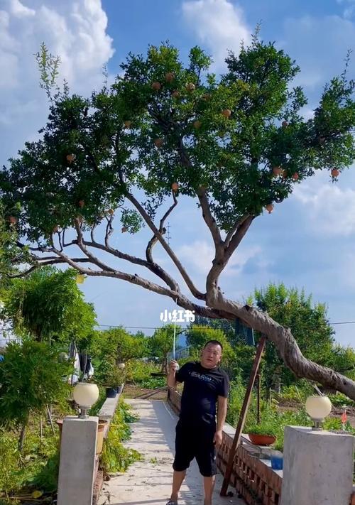 鱼池边适合种什么树?有哪些树种既美观又能提供阴凉? 鱼池边适合种什么树?有哪些树种既美观又能提供阴凉?