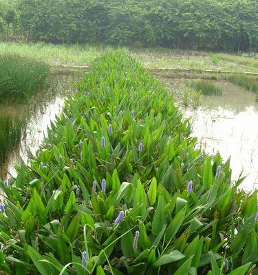 鱼池边适合种什么树?有哪些树种既美观又能提供阴凉? 鱼池边适合种什么树?有哪些树种既美观又能提供阴凉?