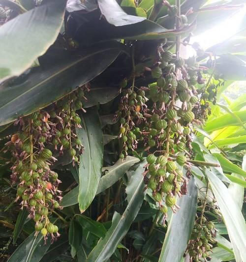 砂仁种植的最佳地点是什么?如何选择合适的砂仁种植环境?