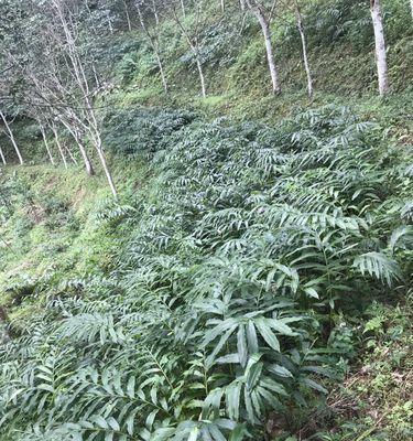 砂仁种植的最佳地点是什么？如何选择合适的砂仁种植环境？