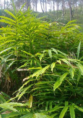 砂仁种植的最佳地点是什么？如何选择合适的砂仁种植环境？