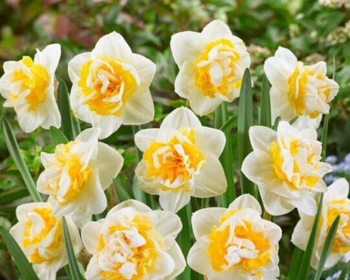 球状花卉有哪些种类?如何养护球状花卉? 球状花卉有哪些种类?如何养护球状花卉?