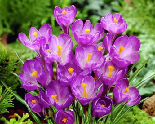 球状花卉有哪些种类？如何养护球状花卉？