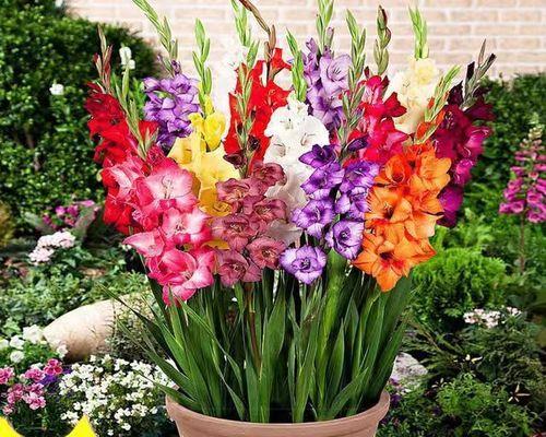 球状花卉有哪些种类?如何养护球状花卉? 球状花卉有哪些种类?如何养护球状花卉?