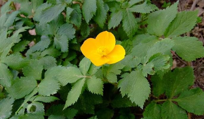 拐枣开花时间是什么时候?如何判断拐枣成熟? 拐枣开花时间是什么时候?如何判断拐枣成熟?