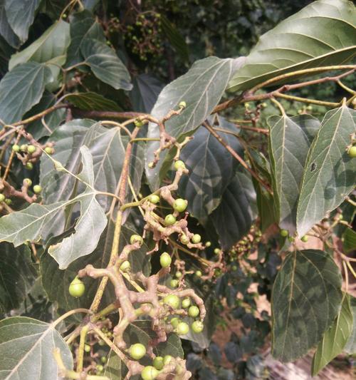 拐枣开花时间是什么时候?如何判断拐枣成熟?