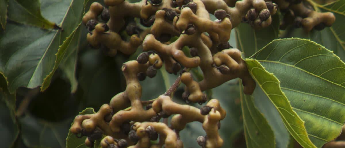 拐枣开花时间是什么时候?如何判断拐枣成熟? 拐枣开花时间是什么时候?如何判断拐枣成熟?