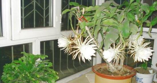 虎头茉莉上盆的最佳时机是什么时候?如何正确养护虎头茉莉? 虎头茉莉上盆的最佳时机是什么时候?如何正确养护虎头茉莉?