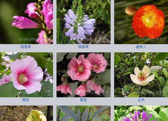 虎头茉莉上盆的最佳时机是什么时候?如何正确养护虎头茉莉? 虎头茉莉上盆的最佳时机是什么时候?如何正确养护虎头茉莉?