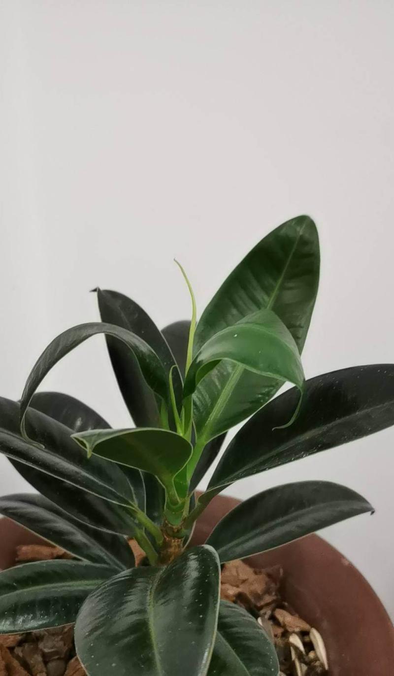 虎头茉莉上盆的最佳时机是什么时候?如何正确养护虎头茉莉? 虎头茉莉上盆的最佳时机是什么时候?如何正确养护虎头茉莉?