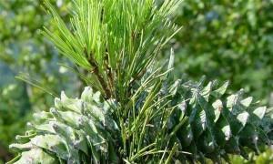 山桃树属于裸子植物吗？常见误解有哪些？