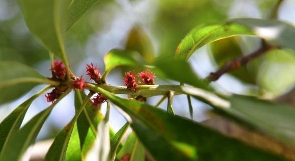 山桃树属于裸子植物吗？常见误解有哪些？