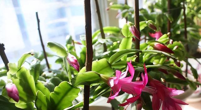 蟹爪兰不开花怎么办？如何正确养护促进开花？