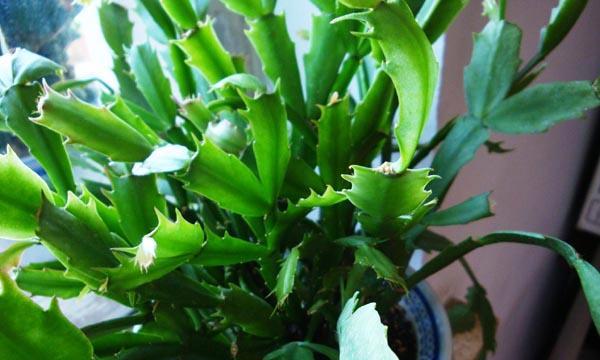 蟹爪兰不开花怎么办？如何正确养护促进开花？