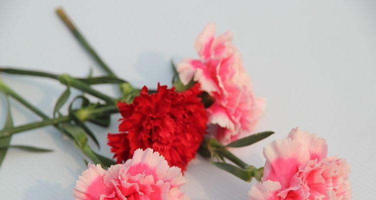 康乃馨的花语有哪些含义？不同颜色的康乃馨代表什么？