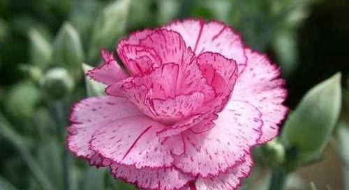 康乃馨的花语有哪些含义?不同颜色的康乃馨代表什么? 康乃馨的花语有哪些含义?不同颜色的康乃馨代表什么?