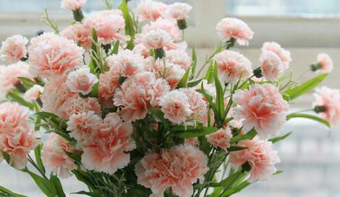 康乃馨的花语有哪些含义?不同颜色的康乃馨代表什么? 康乃馨的花语有哪些含义?不同颜色的康乃馨代表什么?