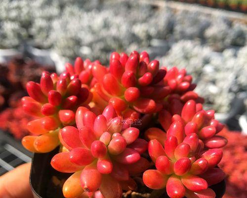 虹之玉锦怎么养?养殖过程中需要注意什么? 虹之玉锦怎么养?养殖过程中需要注意什么?