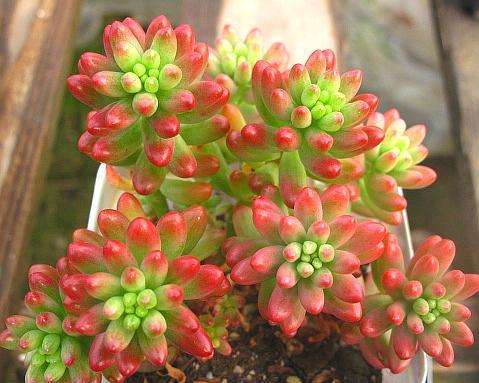 虹之玉锦怎么养?养殖过程中需要注意什么? 虹之玉锦怎么养?养殖过程中需要注意什么?