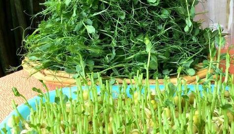 豌豆生长习性特点是什么?生长环境条件有哪些要求? 豌豆生长习性特点是什么?生长环境条件有哪些要求?