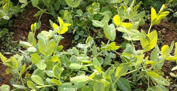 豌豆生长习性特点是什么?生长环境条件有哪些要求? 豌豆生长习性特点是什么?生长环境条件有哪些要求?