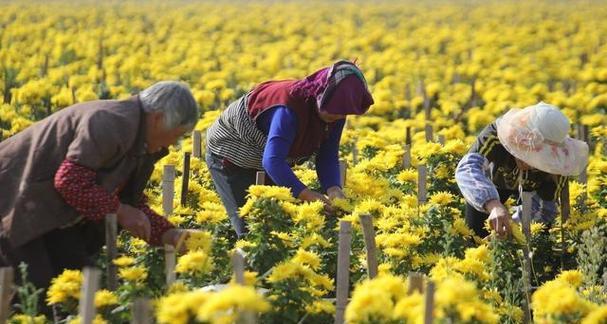 菊花茶采摘时间是什么时候?收获季节有哪些注意事项? 菊花茶采摘时间是什么时候?收获季节有哪些注意事项?