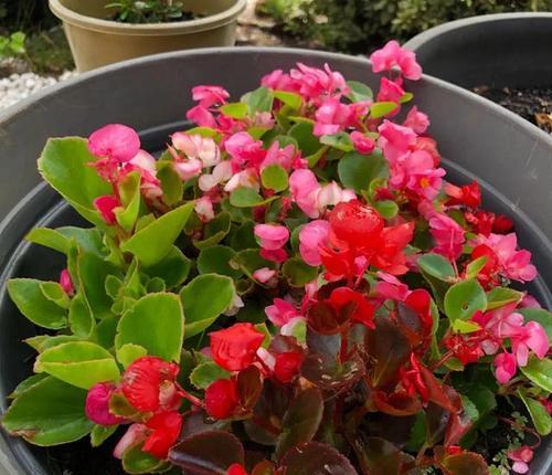 海棠怎么养才能更旺盛?掌握这些技巧让你的海棠花开不断! 海棠怎么养才能更旺盛?掌握这些技巧让你的海棠花开不断!